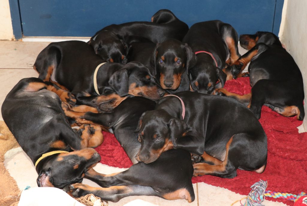 Future Trends in Breeding Doberman Puppies for Sale in Virginia